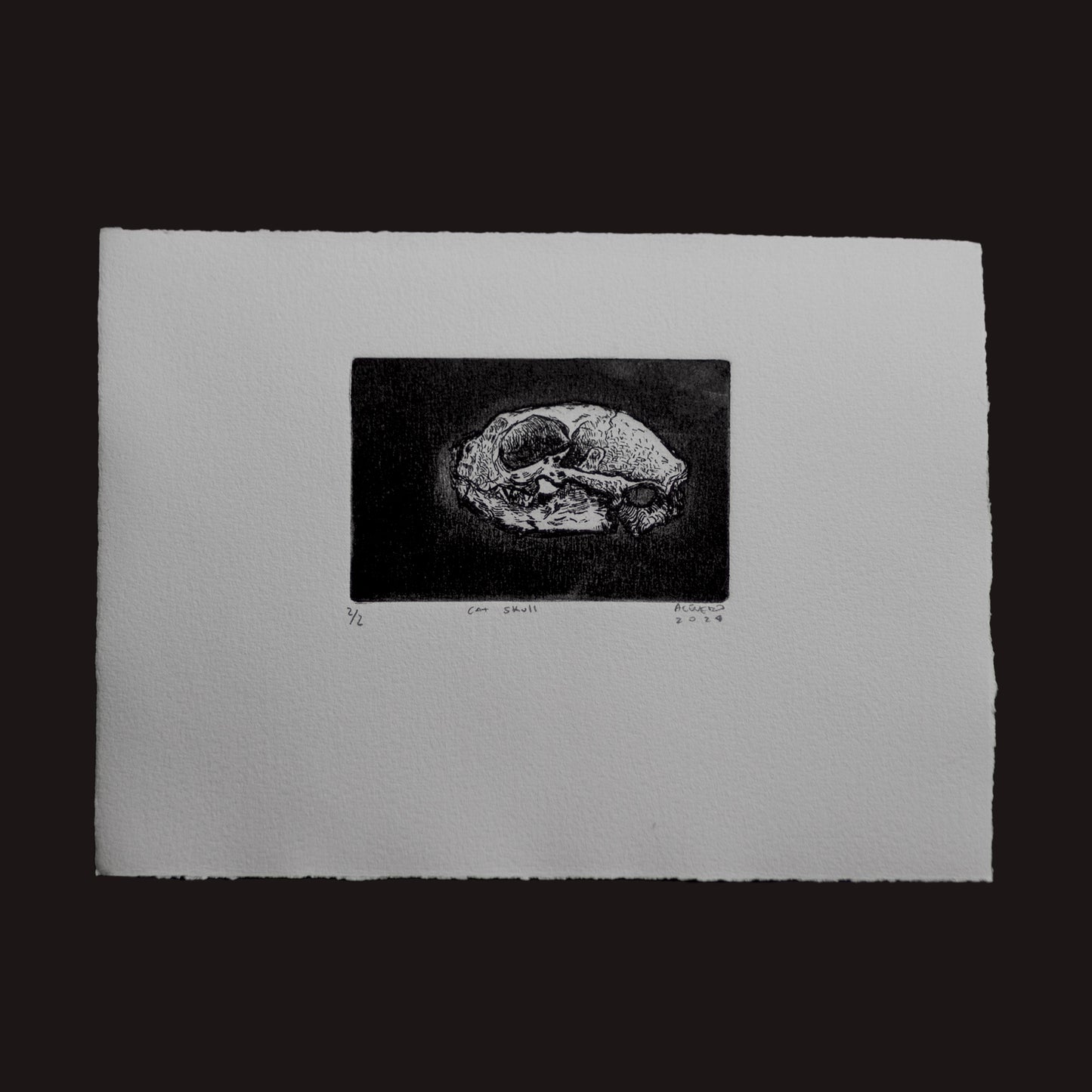 "Cat Skull" - Aguafuerte y Aguatinta 28x21